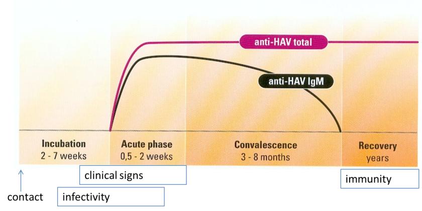 most common mode of hepatitis a transmission